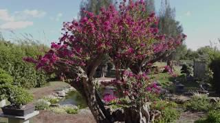 Wigert's Bonsai Nursery