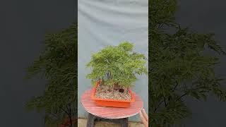 Ming aralia forest  bonsai