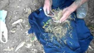 Harvesting and Processing Wild Seeds