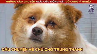 Chú Chó tội nghiệp ở một chỗ đợi chủ đôi mắt gần như mù lòa vì khóc || review Con Người Và Cuộc Sống