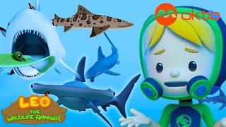 Help the Hammerhead Sharks? They are SCARY!  | Leo Compilation | @mediacorpokto