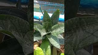 Air purifying plant#Saste paudhe#Snake plant#Gardening with geet kumar
