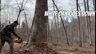 "BIG POPPA" THE MASSIVE WHITE OAK | BACKWOODS TN