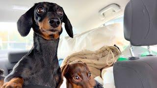 Our journey home with 3 Mini Dachshunds.