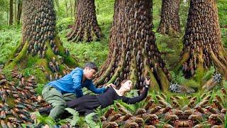 Harvesting Cicadas in the Forest Attacked by Forest People - Survival skills in the forest