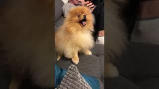 Pomeranian dog has the most hilarious sneeze