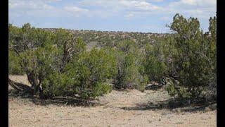 38.78 Acres for sale 14 min from St John's Az. $6900