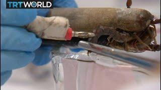 Scorpion Venom: Company creates anti-venom for Scorpion bites