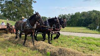 Picking up my NEW DRAFT HORSE / 2nd Hay cutting with the  Amish on a HOT HUMID August night