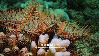 Crown-of-thorns Starfish   棘冠海星