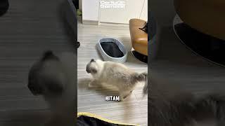 Black cat pranks his friend