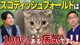 スコティッシュの飼い方について獣医とブリーダーが解説！〜少しでも快適に暮らしてもらおう〜