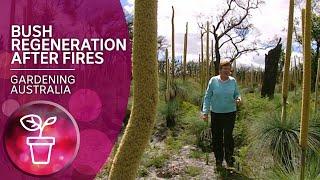 Bush regeneration after fires