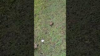My dog found a turtle XD