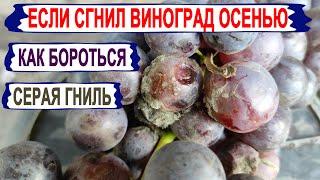  Почему СГНИЛ весь УРОЖАЙ ВИНОГРАДА? СЕРАЯ ГНИЛЬ ОСЕНЬЮ. Как выглядит, как бороться?