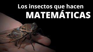 Los números de las cigarras