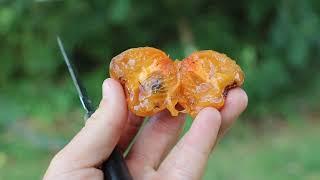 Prok Persimmons | Very Tasty & EARLY!