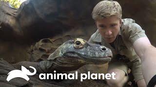 Tentando acasalar dois dragões-de-komodo | A Família Irwin | Animal Planet Brasil