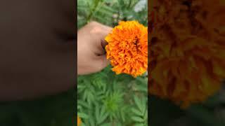 lutein marigold seeds