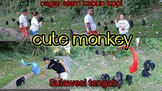 monkey cute kebun kopi..⁉️||ROAD TRIP BITUNG -PALU||liburan Sulawesi tengah||part 3