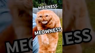 FUNNY Cats Behavior  - Rofl Cats 9