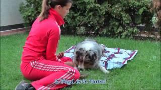 Betakarózás trükk tanítása
