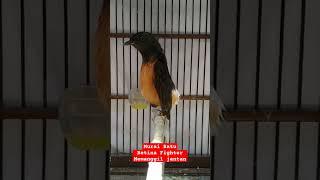 MURAI BATU BETINA MEMANGGIL JANTAN