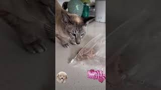 MY CAT STOLE MY DINNER!