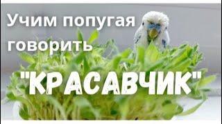 Учим попугая говорить "Красавчик"