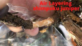 Air layering a shimpaku juniper for bonsai Early spring Five air layers on the one tree Cheap bonsai