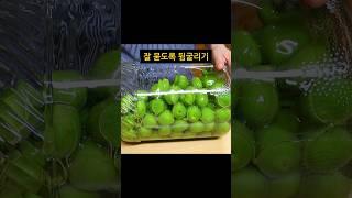 매실청은 당연코 이 방법이 최곱니다!! 꼭 이대로만 해보세요.