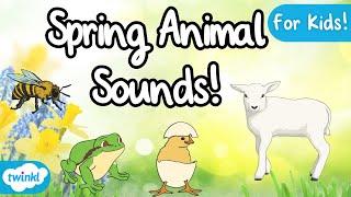 Spring Animals and Their Sounds | Animals in Spring | Spring Sounds for Kids!  
