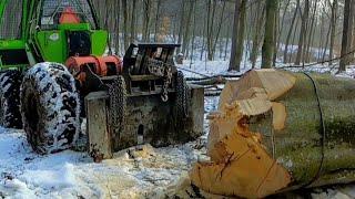 Ťažba hrubých bukov počas jedného dňa s Orvex LT 100 Working in forest ,big trees