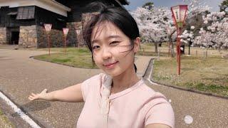 벚꽃 흩날리는 일본 소도시 여행
