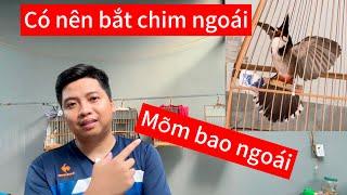 Chào mào bị ngoái có chơi được không . Có nên bắt chim lỗi ngoái nhà