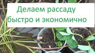 Получение рассады земляники ЭКОНОМИЧНО и БЫСТРО!