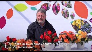 Begonia I'Conia - Showgarden Highlights 2021 EN