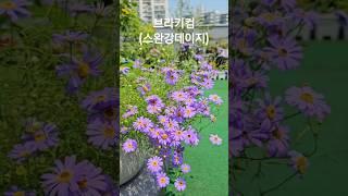 브라키컴(스완강데이지) 키우기 #여름꽃 #flowers #garden