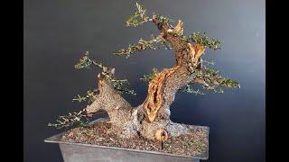 Bonsai Olive