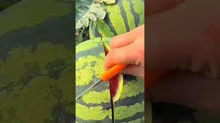 Watermelon #wow #fresh #watermelon #fruit #fruitcutting #satisfying #shorts #fyp #viralvideo #yum