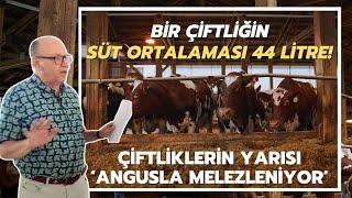 Bir Çiftliğin Süt Ortalaması 44 Litre! / Çiftliklerin Yarısı Angusla Melezleniyor