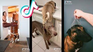 Tik Tok de Perros Chistosos | Funny Dogs 