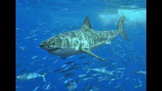 Great White Shark Spotted - Ocean First Institute