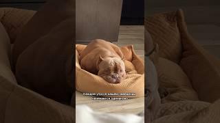 Доброе утро  #americanbully #собака #юмор #американскийбулли #americanbully #буллищенки #реки