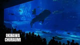 Okinawa Aquarium Churaumi Walking Tour (2024) (4K HDR)