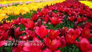 Five-color lilies in full bloom in Fukaya Green Park