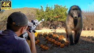 Special Show: How Do American Hunters And Farmers Deal With Million Of Wild Boar, Baboon By Gun
