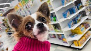 Chihuahua Puppy Goes Shopping at Joann Fabrics!