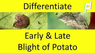 Difference between early blight and late blight of potato