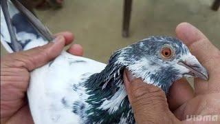 #BILLU USTAD GEE KE #ANDHRA BREAD LINE AUR MOST IMPORTANT INFORMATION VIDEO#madrasi#kabutar#birds DR